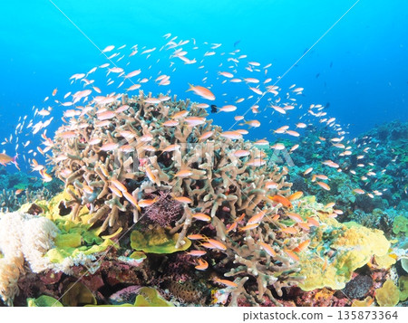 Underwater image of tropical country Underwater image of tropical country 135873364
