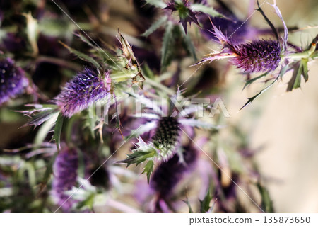 Close up view shows purple sea holly flowers with sharp bracts and spiny leaves. Floral design, biodiversity, natural textures, wildcrafting. Close up view shows purple sea holly flowers with sharp bracts and spiny leaves. Floral design, biodiversity, natural textures, wildcrafting. 135873650