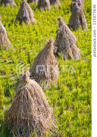 稻草 135873836