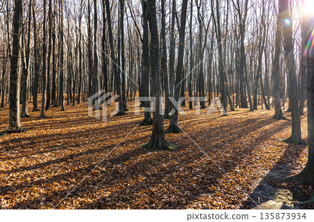 Autumn forest with bare trees on a sunny day. Autumn forest with bare trees on a sunny day. 135873934