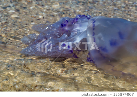 beautiful blue jellyfish on the beach beautiful blue jellyfish on the beach 135874007