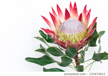 Beautiful protea flower on a white background isolated. Beautiful protea flower on a white background isolated. 135874021