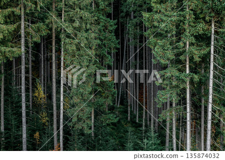 A beautiful view of coniferous forest as background. 135874032