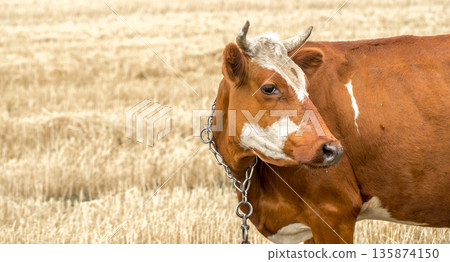 brown cow grazing in a yellow field brown cow grazing in a yellow field 135874150