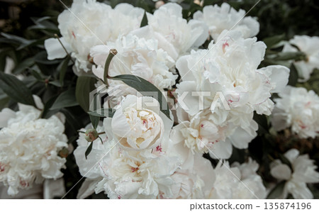 Close-up of a blooming white peony bush. Close-up of a blooming white peony bush. 135874196
