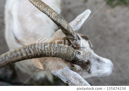 Close-up, beautiful textured goat horns, top view. 135874230