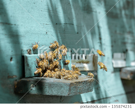 Close-up of a bee on a beehive in an apiary. 135874231