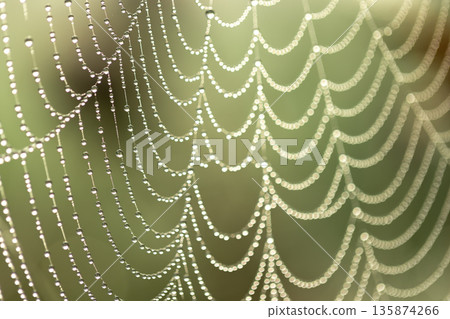A beautiful spider web covered with dewdrops in the sunlight. 135874266