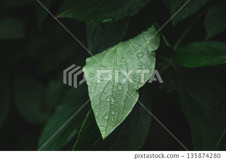 Close-up, a large green leaf in raindrops. 135874280