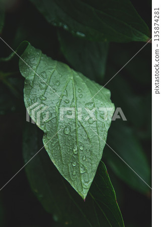 Close-up, a large green leaf in raindrops. 135874281