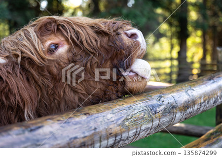 Close-up, muzzle of a bull behind a wooden partition. Close-up, muzzle of a bull behind a wooden partition. 135874299