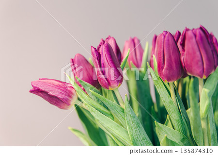 Close-up, purple tulips on a gray background. Close-up, purple tulips on a gray background. 135874310