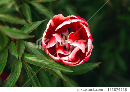 Close-up of of spring-blooming red-white tulip flower in the garden. 135874318