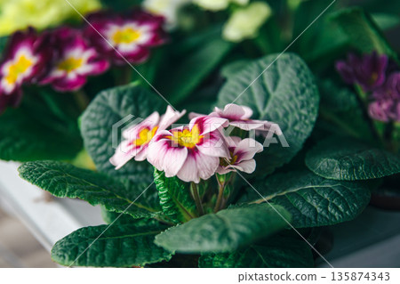 Close-up of a violet in pots on a blurred background. Close-up of a violet in pots on a blurred background. 135874343