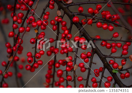 Close-up of wild red berries, rowan bush. 135874351