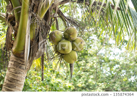 coconuts and palm tree coconuts and palm tree 135874364