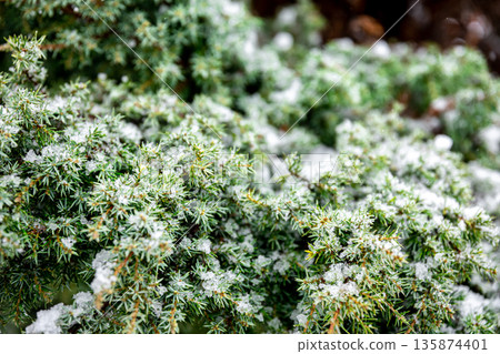 Coniferous plant in winter covered with snow, close up. 135874401