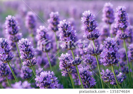 Purple lavender blossoms in soft sunlight. 135874684
