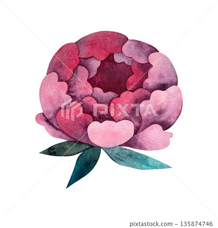 A stunning single watercolor peony flower in soft pink hues, complemented by vibrant turquoise leaves, set against a pristine white background. A stunning single watercolor peony flower in soft pink hues, complemented by vibrant turquoise leaves, set against a pristine white background. 135874746