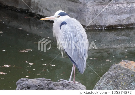 Gray Heron at Kameido Tenjin Shrine 135874872