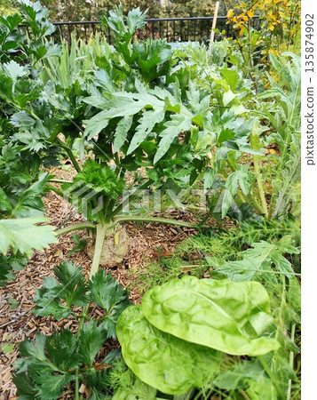 Celery plant on a bed in the garden. Grow a green root crop 135874902