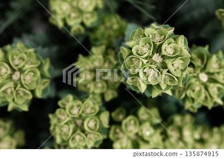 Rosetta stonecrop, or Sedum rosetta. Close-up photo of its small green leaves. Rosetta stonecrop, or Sedum rosetta. Close-up photo of its small green leaves. 135874915