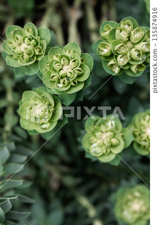 Rosetta stonecrop, or Sedum rosetta. Close-up photo of its small green leaves. Rosetta stonecrop, or Sedum rosetta. Close-up photo of its small green leaves. 135874916
