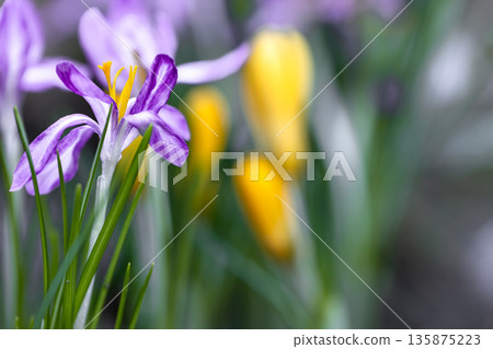 Spring background with purple crocuses in the garden. 135875223