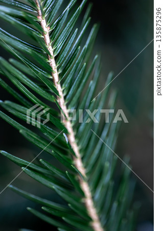 Spruce branch close-up, texture of spruce, macro shot. Spruce branch close-up, texture of spruce, macro shot. 135875296