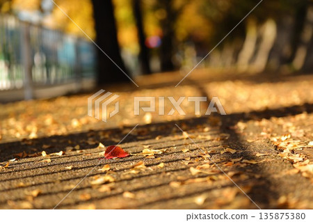 Red leaves among the ginkgo trees Red leaves among the ginkgo trees 135875380