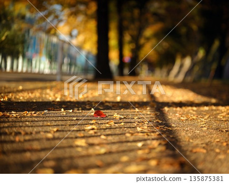 Red leaves among the ginkgo trees Red leaves among the ginkgo trees 135875381