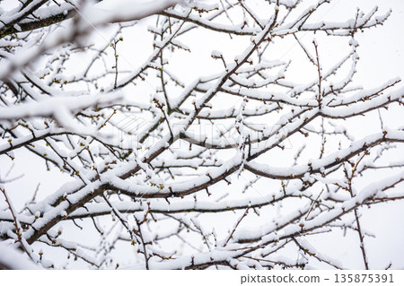 Tree branches in spring covered with snow, close up. Tree branches in spring covered with snow, close up. 135875391