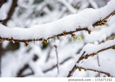 Tree branches in spring covered with snow, close up. Tree branches in spring covered with snow, close up. 135875392