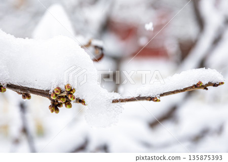 Tree branches in spring covered with snow, close up. 135875393
