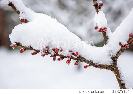 Tree branches in spring covered with snow, close up. Tree branches in spring covered with snow, close up. 135875395