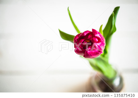 tulip top view, 135875410