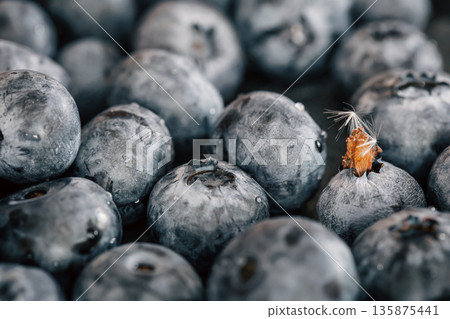 Water drops on ripe sweet blueberry, macro. Water drops on ripe sweet blueberry, macro. 135875441