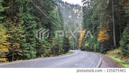 Winding road in a mountainous area in a coniferous forest. 135875461