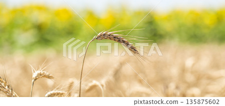 ear of wheat close-up on the field ear of wheat close-up on the field 135875602