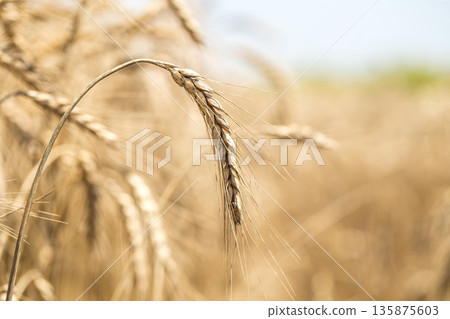 ear of wheat close-up on the field ear of wheat close-up on the field 135875603