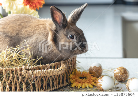 Easter background with a bunny in a basket with fresh flowers. Easter background with a bunny in a basket with fresh flowers. 135875604