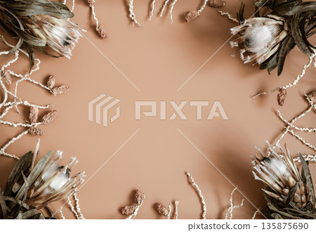 Close up of natural exotic protea flowers copy space. 135875690