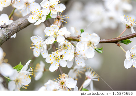 Flowering branches in spring, apple tree branches bloomed. Flowering branches in spring, apple tree branches bloomed. 135875696