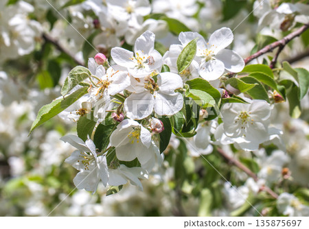 flowering Crabapple tree closeup flowering Crabapple tree closeup 135875697