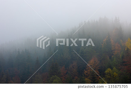 Foggy autumn mountain landscape with spruce forest. Foggy autumn mountain landscape with spruce forest. 135875705