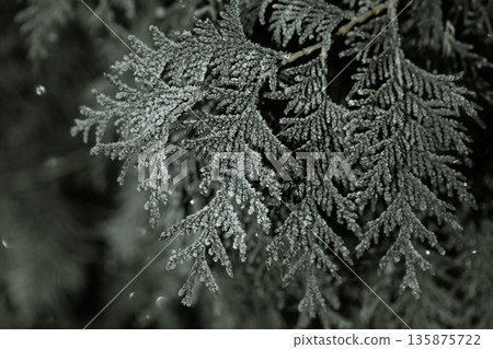 Spruce twigs covered with frost close up. Spruce twigs covered with frost close up. 135875722