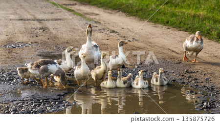 geese out of the water geese out of the water 135875726