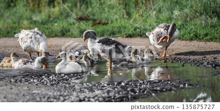 geese out of the water geese out of the water 135875727