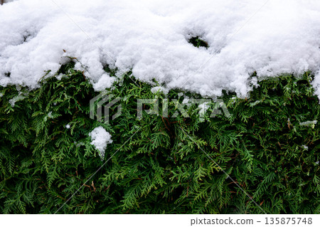 Green coniferous bush in snow, thuja hedge texture in winter. 135875748