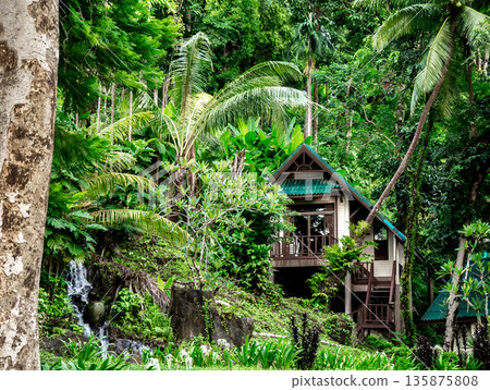 house in tropical forest in Thailand house in tropical forest in Thailand 135875808